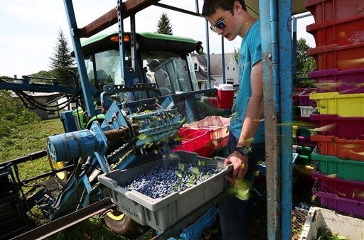 Blueberries fill a tray on a mechanical harvester near Appleton, Maine. AP photo, file
