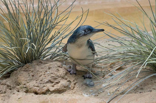 In this July 25, 2016 photo provided by the Wildlife Conservation Society, a "little penguin" chick is shown in its habitat at the Bronx Zoo in New York. Hatched on May 10, 2016, it is the first "little penguin" born at the zoo in the zoo's 120 year history. "Little penguins," also known as "fairy penguins" and "blue penguins," are the smallest of the 18 penguin species. Adults are only about 13 inches tall and weigh 2 to 3 pounds. (Julie Larsen Maher/Wildlife Conservation Society via AP)