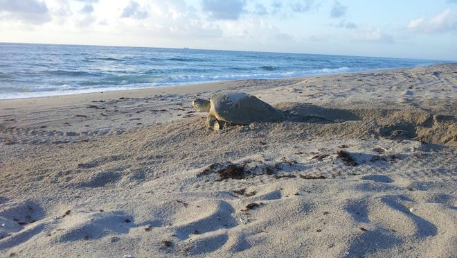 A loggerhead turtle returns to the ocean after nesting at MacArthur Beach State Park in North Palm Beach, where a record 1,762 nests have been recorded. Rangers and volunteers have counted as many as 52 nests in one night on their daily surveys. There are still three months to go in nesting season. (Photo courtesy of MacArthur Beach State Park)
