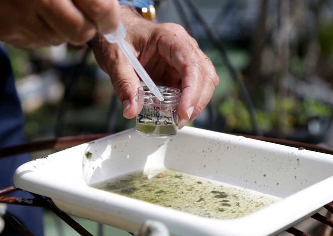 Evaristo Miqueli, a natural resources officer with Broward County Mosquito Control, takes water samples decanted from a watering jug, checking for the presence of mosquito larvae in Pembroke Pines, Fla. The officers make daily inspections and respond to resident's complaints about mosquitoes, as part of their mosquito control procedure.