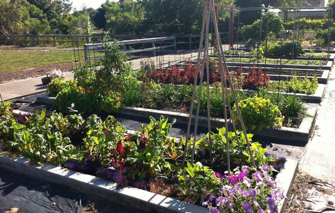 Learn how to grow a great vegetable garden at Saturday in the Gardens on Aug. 20 at the Lake County Extension Office. SUBMITTED