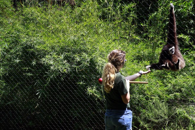 Student zookeeper AnnMarie Gangelhoff, from the Gibbon-training team, interacts with one of the white-handed Gibbons during Zookeeper Appreciation Day at the Santa Fe College Teaching Zoo in Gainesville. Erica Brough/The Gainesville Sun via AP