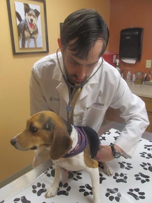 Dr. Dale Levitt, a veterinarian at Anchor Animal Hospital in North Dartmouth, examines a beagle. COURTESY PHOTO