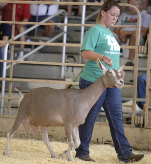 Brittany Pfadenhauer, 17, of Danville, shows her goat during the Home raised goat show Sunday, July 31, 2016, at the Des Moines County Fair in West Burlington, Iowa. Pfadenhauer won at least 5 classes including Overall Grand and Reserve Champion Dairy Goat.