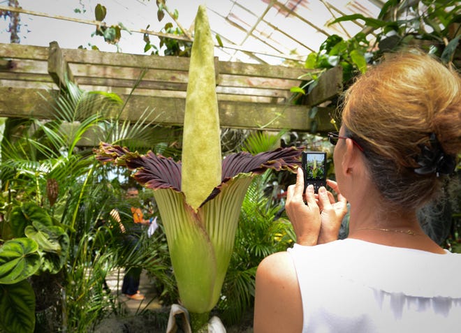 A corpse flower blooms at Marie Selby Botanical Gardens in 2014. HERALD-TRIBUNE ARCHIVE / 2014 / RACHEL S. O'HARA