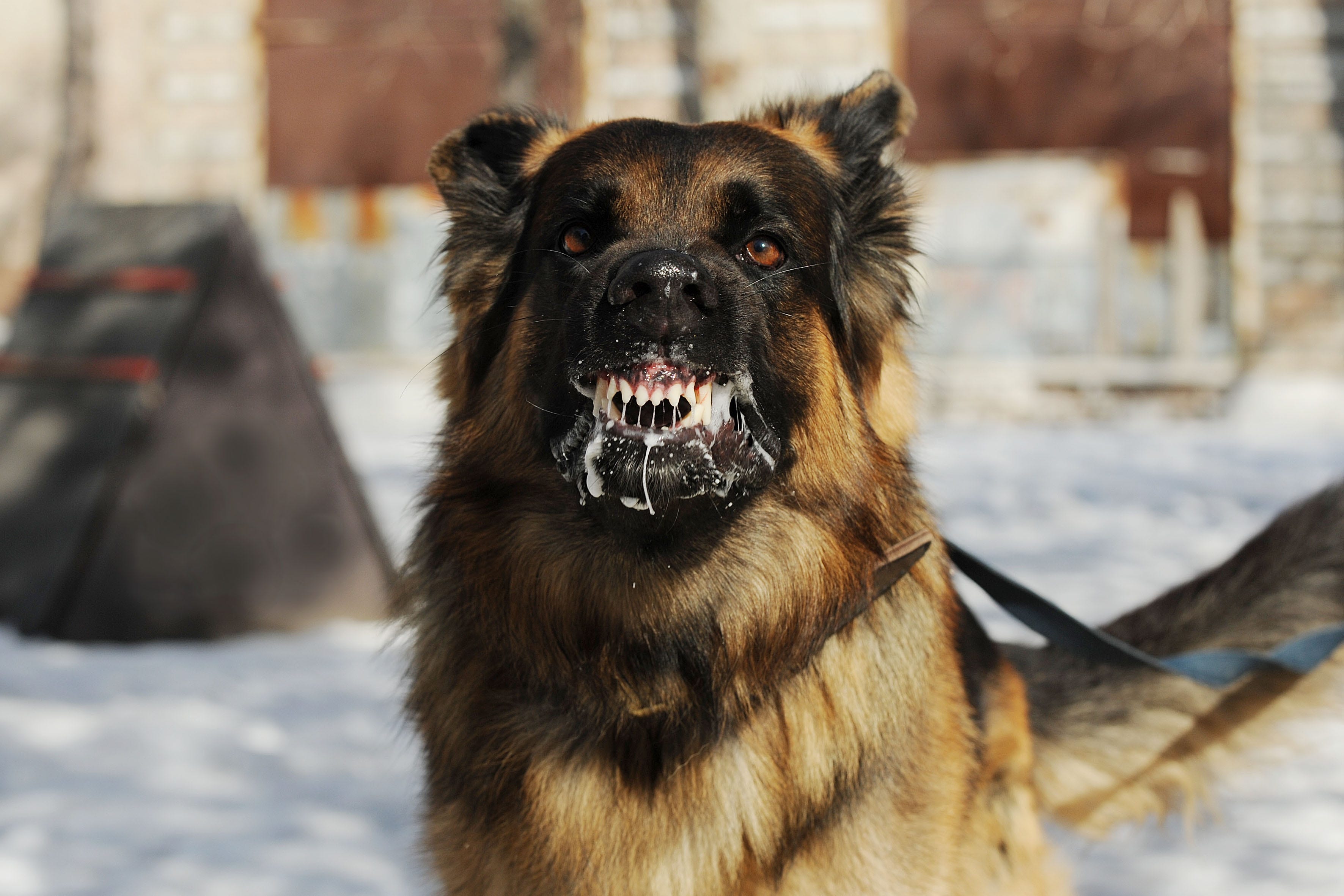 dangerous dog