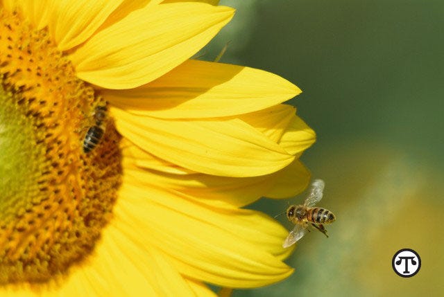 You can help pollinator friends on National Honey Bee Day, National Honey Month and all year long. (NAPS)