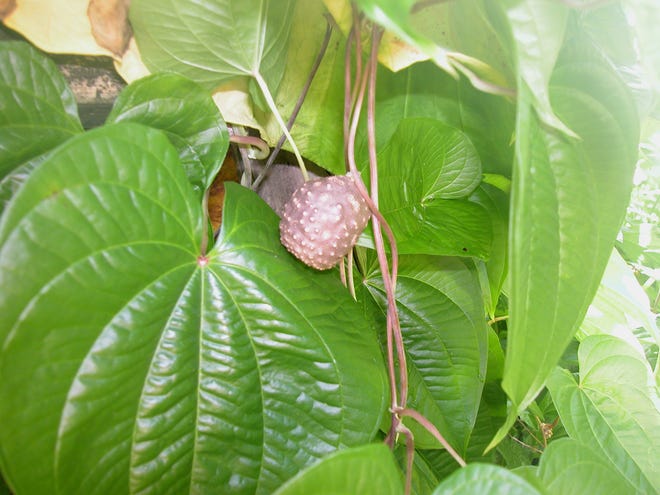 Air potato vines produce large numbers of air tubers called bulbils, which facilitate spread and make them extremely difficult to eliminate because new plants sprout from even very small bulbils. PHOTO FROM UF/IFAS