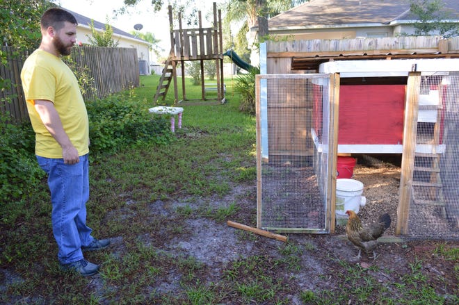 Deltona resident Wayne Elam eyes one of three chickens he keeps in his suburban backyard. Deltona's chicken policy may be used as a guide for an upcoming draft ordinance in Port Orange to allow urban chickens. NEWS-JOURNAL FILE/CASMIRA HARRISON