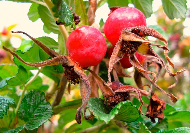 Rose hips are members of the apple family and contain an abundance of Vitamin C. They can be used in jellies, teas, sauces and soups and are sweeter after being exposed to frost.