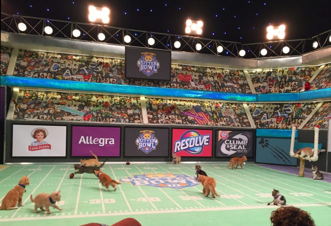 In this Oct. 21, 2015 file photo, kittens play on a mini football field during the taping of "Kitten Bowl III," in New York. To coincide with the start of the Summer Olympic games on Friday, Aug. 5, about 90 kittens over at the Hallmark Channel will be holding their own in the Kitten Summer Games.