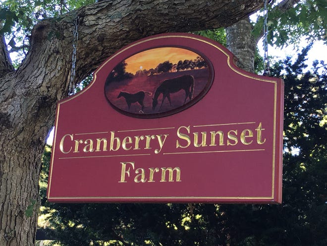 Cranberry Sunset Farm in Marstons Mills. PHOTO BY RACHAEL DEVANEY