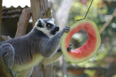 A lemur plays with a watermelon slice during Wild Watermelon Day at the Greensboro Science Center.