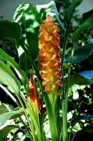 The Curcuma Garnet is smaller but stunning with red bracts and large yellow blossoms. (Handout/TNS)
