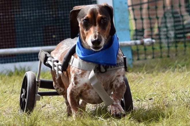 Sam racing at the Florida Wiener Dog Derby in the "Chariots of Fire" race. Photo provided by Kelly Maxwell.