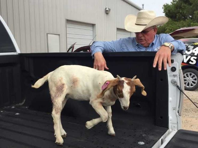 Roger Green, Lubbock ISD ag farm manager and Monterey High ag teacher, shows the injuries of a goat that was attacked by dogs at the Lubbock Independent School District's ag barn Monday morning. Ten goats were killed and eight were injured.