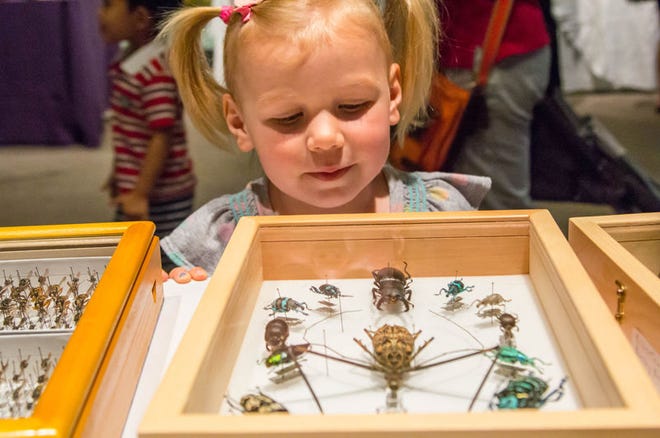 A young visitor checks out some of the specimens during a previous Bug Fest.