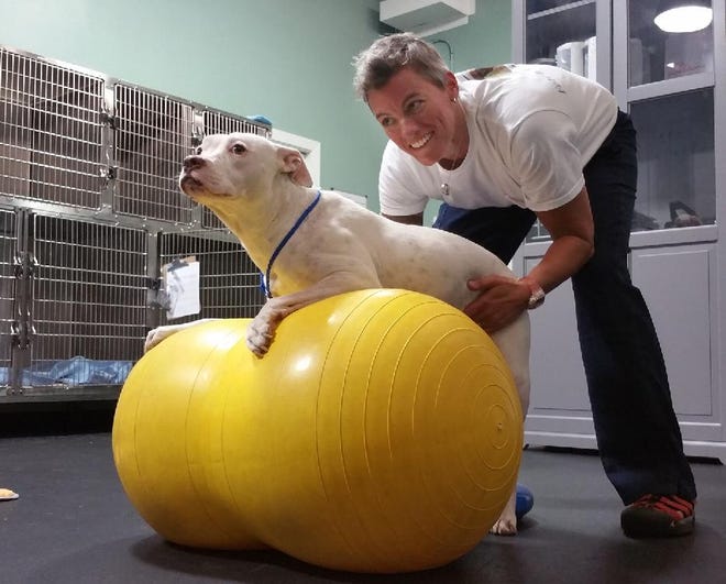 Fetch owner and physical therapist Georgia Bottoms helps Misty, who tore her cranial cruciate ligament in her knee and required surgery, using the physioball to increase weight bearing on her surgical leg. Photo by TailsSpin Pet Food & Accessories/For Savannah Morning News