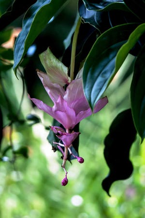 Pink lantern known botanically as Medinilla magnifica is a close relative of the flower. (Handout/TNS)