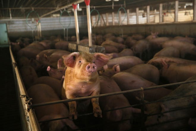 Pigs move around in their pens Jan. 21 at Seabaugh Pork Farms in Walshville, Ill. Across Illinois, large hog confinements have exploded in number and size.