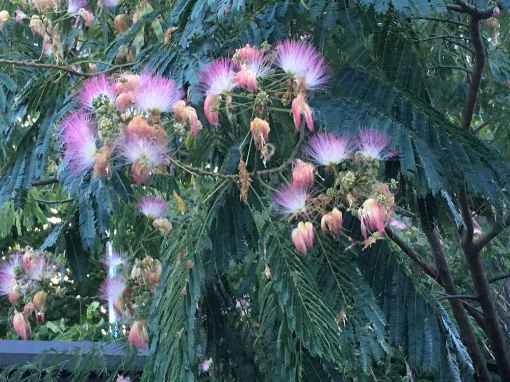 Garden column: Think twice before planting mimosa