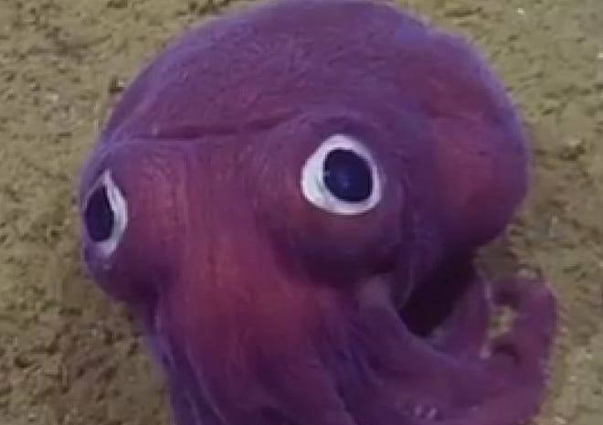A screen capture of a CNN video about a stubby squid spotted off the coast of California.