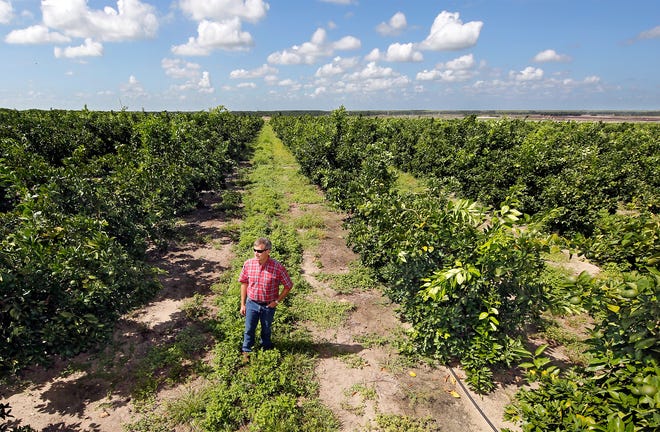 The U.S. Environmental Protection Agency has approved an emergency exemption for use of three bactericides in Florida citrus groves against the fatal disease citrus greening.