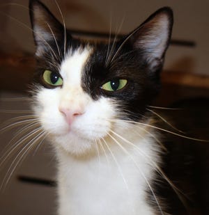 Nora is a 1-year-old spayed female domestic short-hair.
