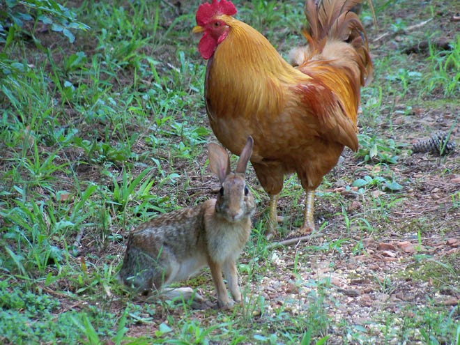 Diane Kozlovich had to take several photos until she was able to get this close up of one of her chickens sharing its food with a wild bunny.