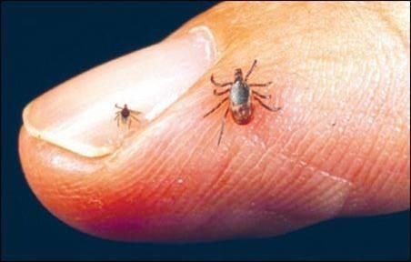 From Maine to Rhode Island, researchers say they expect tick numbers to be down from previous years especially for the blacklegged ticks, known as deer ticks, which transmit Lyme disease.