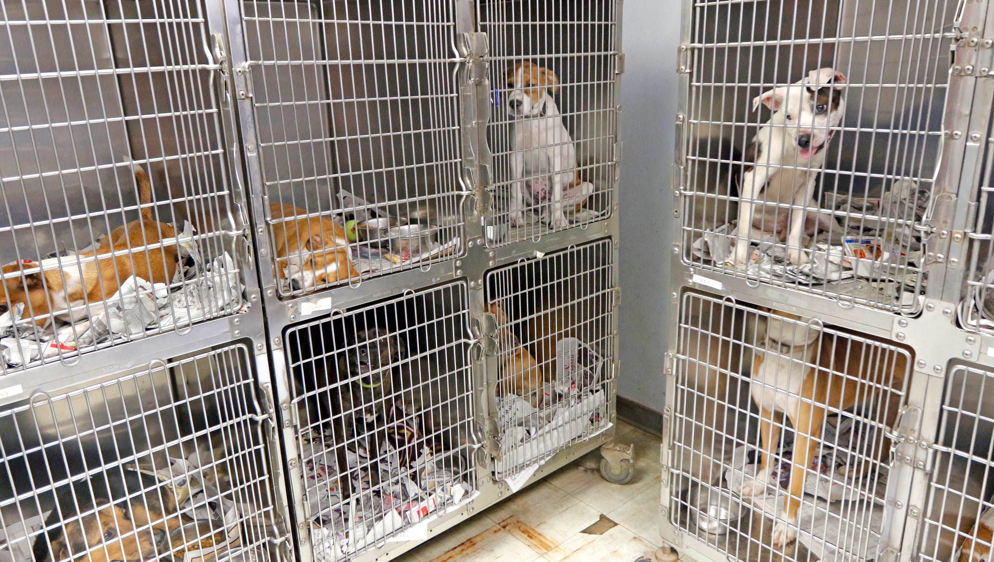 Overcrowded animal shelter in Yukon draws concerns