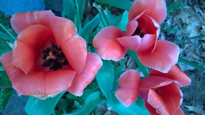 Tulips are a popular spring bulb that many people think of as annuals. PHOTO COURTESY OF PAT ROBBINS, MASTER GARDENER