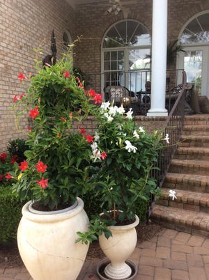Summer Mandevilla boliviensis, common from Brazil to the Carolinas, coming to the end of another summer season on the back patio. Submitted by Tom and Donna Keigher of Gastonia.