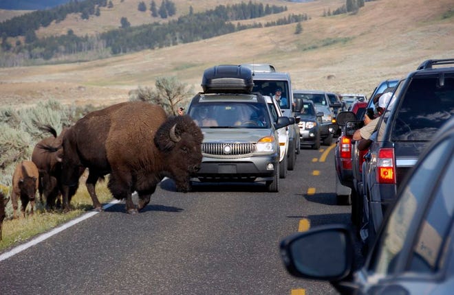 In this Aug. 3, 2016 photo, a large bison blocks traffic in the Lamar Valley of Yellowstone National Park as tourists take photos of the animal. Record visitor numbers at the nation's first national park have transformed its annual summer rush into a sometimes dangerous frenzy, with selfie-taking tourists routinely breaking park rules and getting too close to Yellowstone's storied elk herds, grizzly bears, wolves and bison. (AP Photo/Matthew Brown)