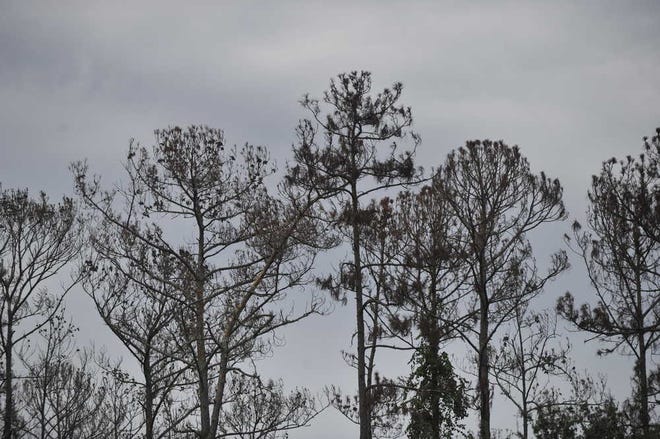 Dead pine trees, damaged by southern pine beetles, stand behind homes on Thursday in Ponte Vedra's Saw Mill Lakes subdivision.