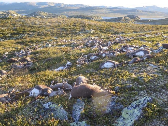 In this image made available by the Norwegian Environment Agency on Monday shows some of the more than 300 wild reindeer that were killed by lighting in Hardangervidda, central Norway on Friday. NORWEGIAN ENVIRONMENT AGENCY, NTB SCANPIX VIA AP / HAVARD KJOTVEDT