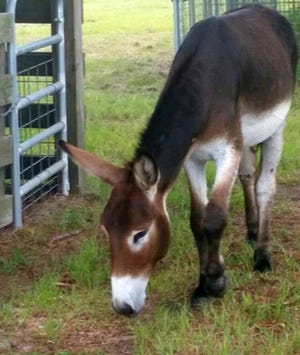 The Alachua County Sheriff's Office is trying to find the owner of this wayward donkey. (Photo courtesy of ASO)
