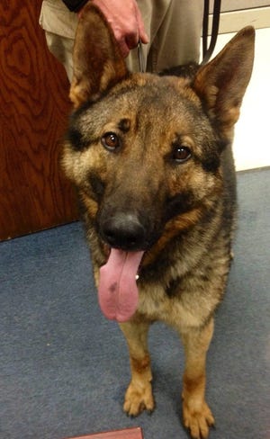 Worcester police dog Elmar is getting a protective vest, thanks to a donor. Photo/Worcester Police Department