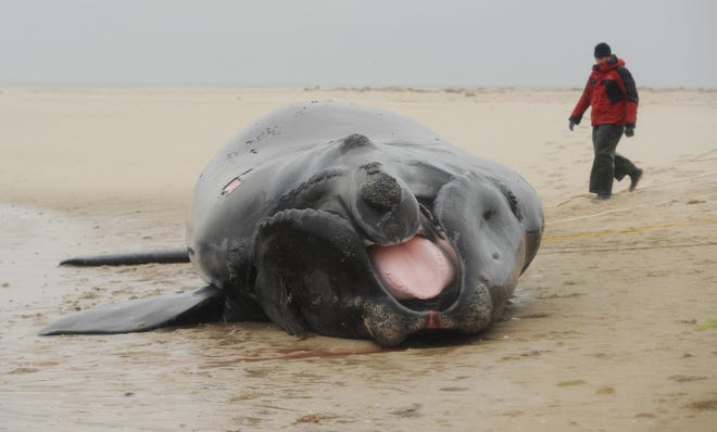 This North Atlantic right whale calf found in the waters off Chatham in May was killed when it was struck by a ship. Ship strikes used to be the main cause of right whale deaths, but in recent years most fatalities are attributed to entanglements with fishing gear. Merrily Cassidy/Cape Cod Times file