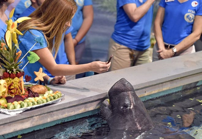 Snooty, the oldest living manatee in captivity, celebrated his 68th birthday earlier this summer. He shares his 60,000-gallon aquarium at the South Florida Museum in Bradenton with two other male manatees, Icecube and Sarasolo. HERALD-TRIBUNE STAFF PHOTO / THOMAS BENDER