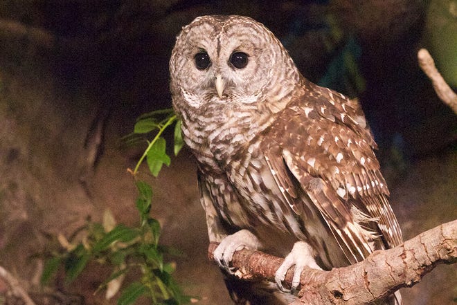 WHO GOES THERE — Owls will be among the birds featured during Birds of Prey at the N.C. Zoo on Saturday, from 10 a.m.-2 p.m.