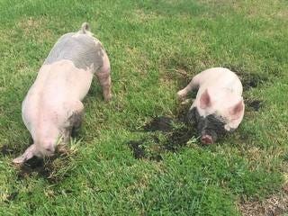 New Smyrna Beach police responded to a different kind of call Friday after a couple of pigs were found roaming a residential area. New Smyrna Beach Police Department's Facebook page