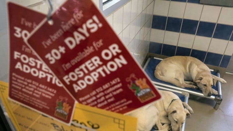 Crowded Austin animal shelter has turned away some healthy dogs, cats