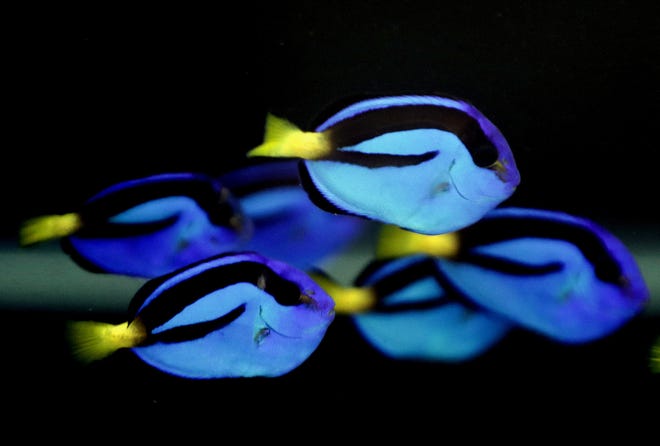 Pacific blue tang are shown in a tank at the University of Florida's Tropical Aquaculture Lab in Ruskin. Associated Press/Chris O'Meara)