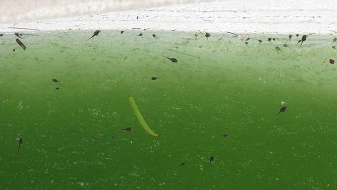 Green stagnant water at 232 Cherry Lane had tadpoles, said code officer. Photo courtesy of the Town of Palm Beach.