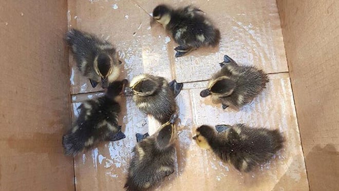 Rescued ducklings. Courtesy Palm Beach Fire Rescue