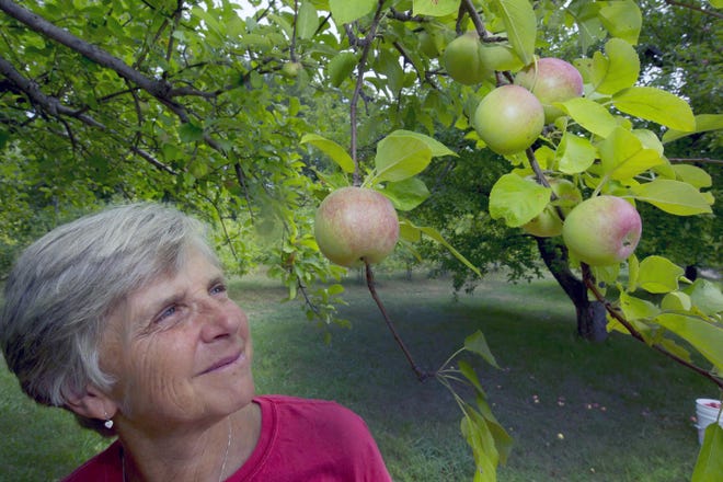 Laurie Loosigian of Apple Annie's Orchard looks at the few apples she has, in Brentwood, N.H. For apples in New England, this year's batch is a bit smaller for many farmers as they struggle with a drought affecting most crops. AP Photo/Jim Cole