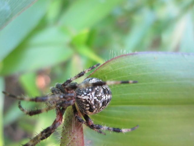 Clara Knab of Stratham submitted this photo of a black and white spider sitting on a leaf. Courtesy photo