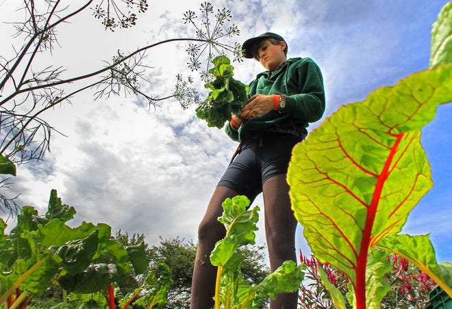 Tess Brown-Lavoie harvests rainbow chard at Sidewalk Ends Farm, in Seekonk. She also has farmland in Providence's Armory District. The Providence Journal / David DelPoio