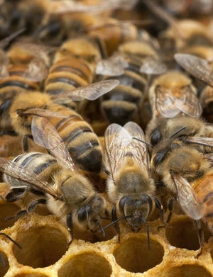The main ingredient removed when honey is filtered is pollen. FILE PHOTO